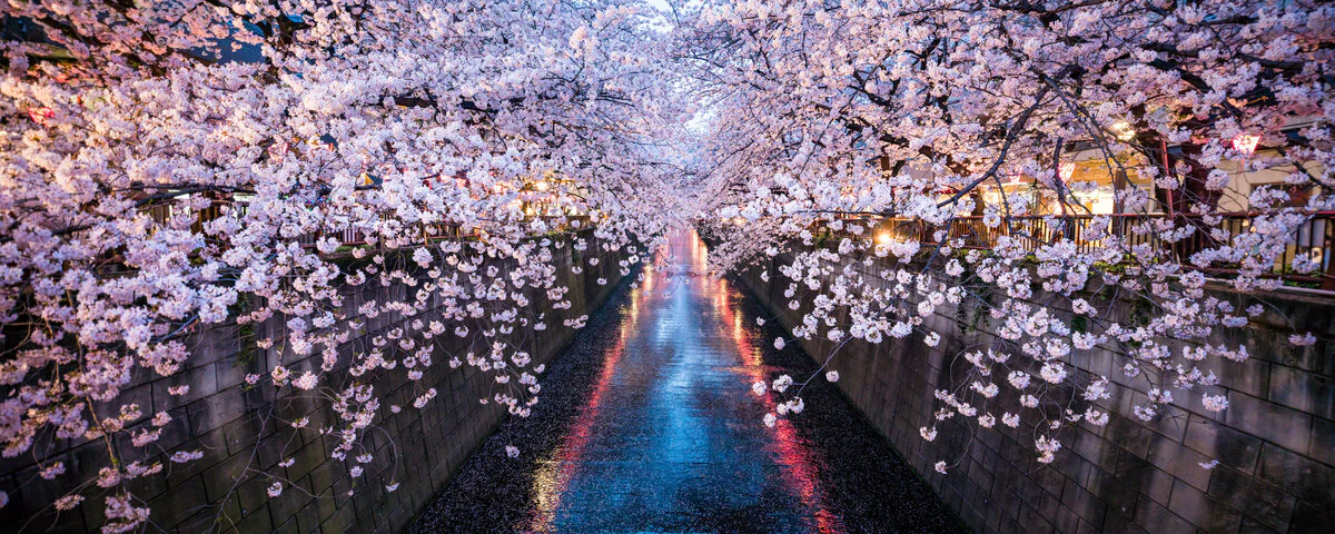 Cherry blossoms lining a canal in Tokyo